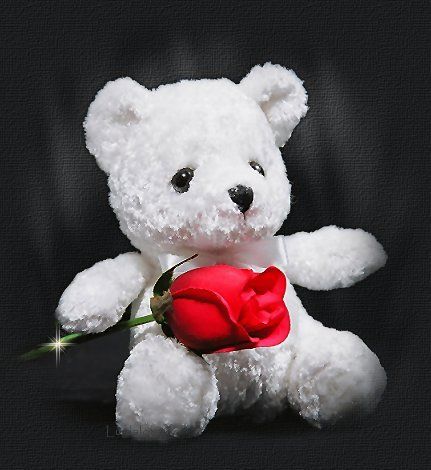 nounours +rose (1)