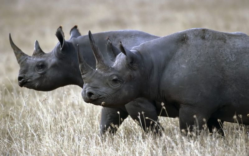 Black_Rhinos.jpg