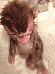 adorable-little-monkey-taking-a-bath.gif