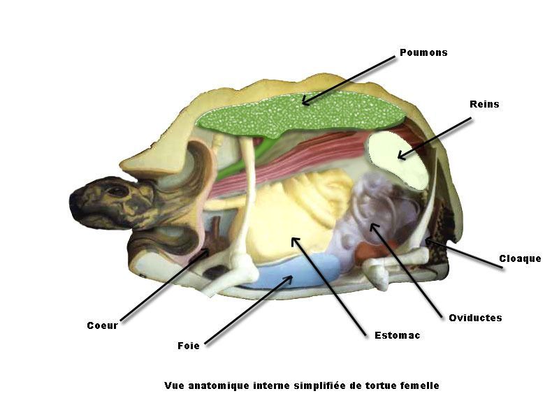 anatomie interne de la tortue