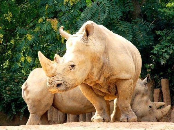 1) RHINICEROS