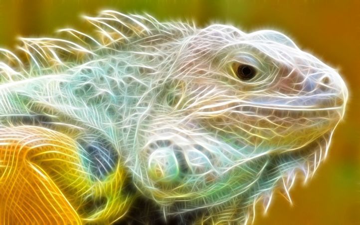 16)  IGUANE