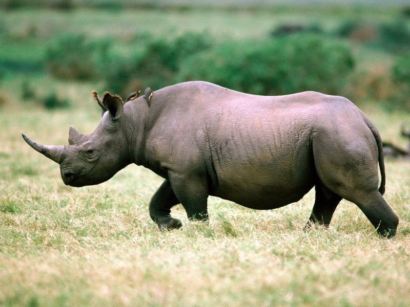 fonds-rhinoceros-1024.jpg