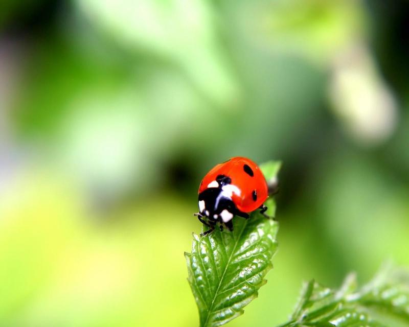 ladybug-606230.jpg