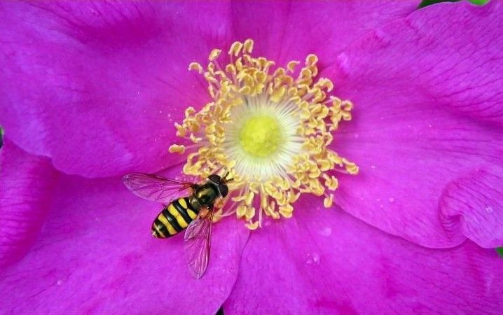 50) FLEUR BUTINEE