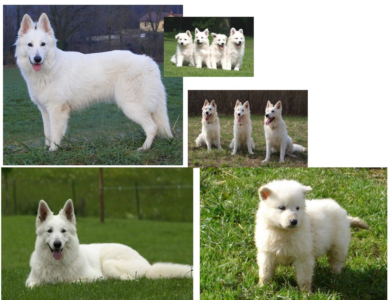 Pin Annonces Chiots Berger Des Shetland Colley Nain A Pin Annonces Chiots Berger Des Shetland Colley Nain A