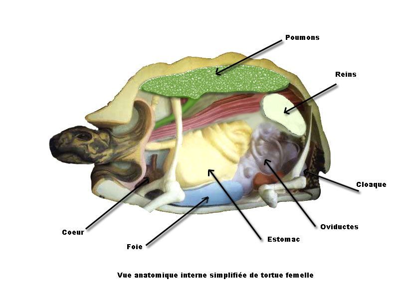25) ANATOMIE DE LA TORTUE 25) ANATOMIE DE LA TORTUE
