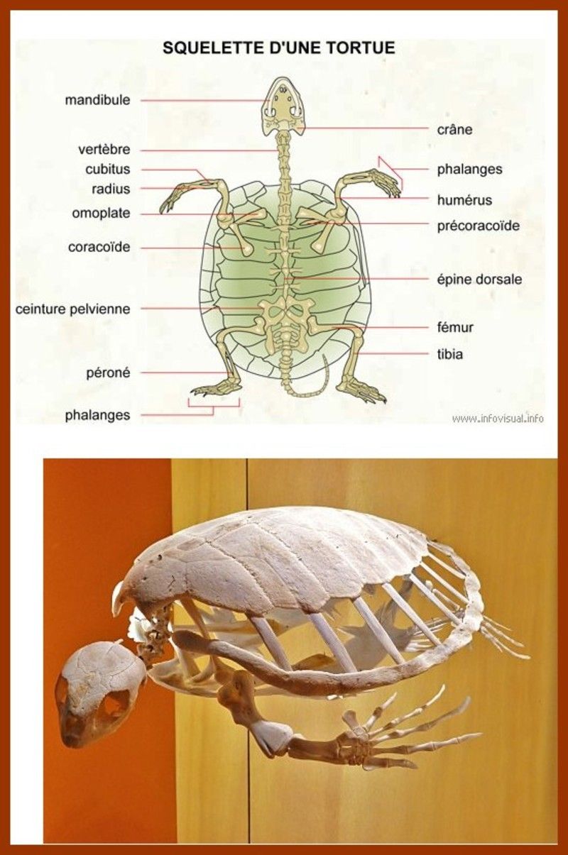 anatomie interne de la tortue